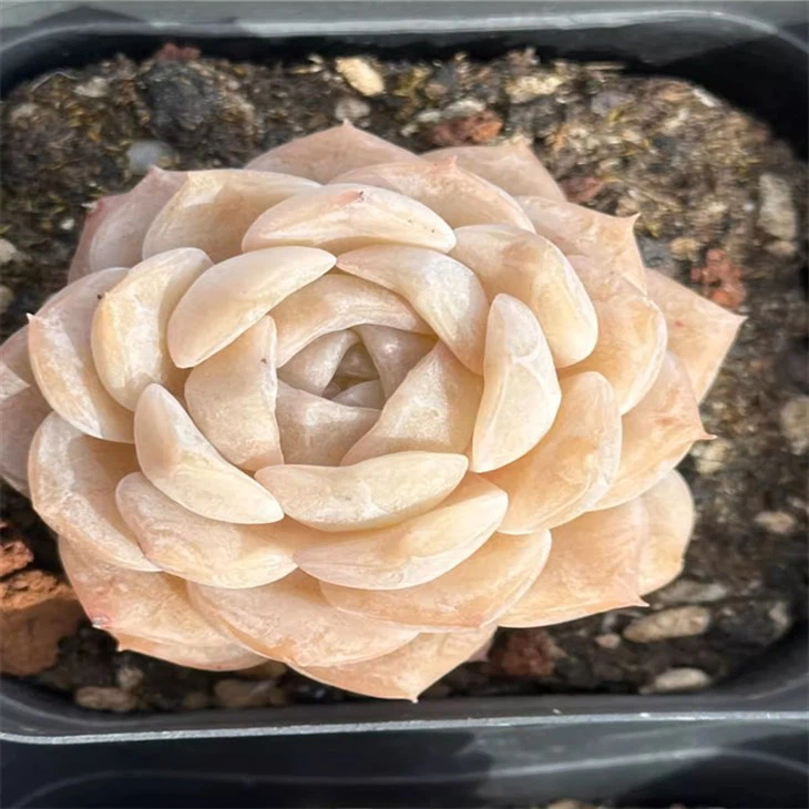 Echeveria Pure Love