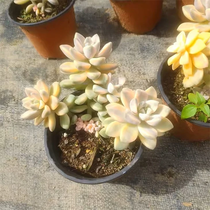Pachyphytum Apricot Beauty