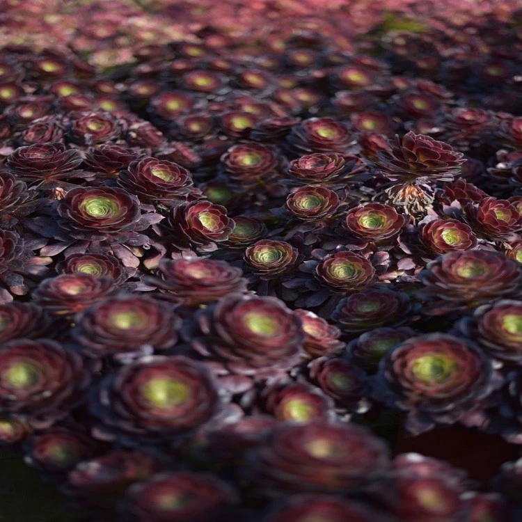 Aeonium 'Charming Golden Rose' price
