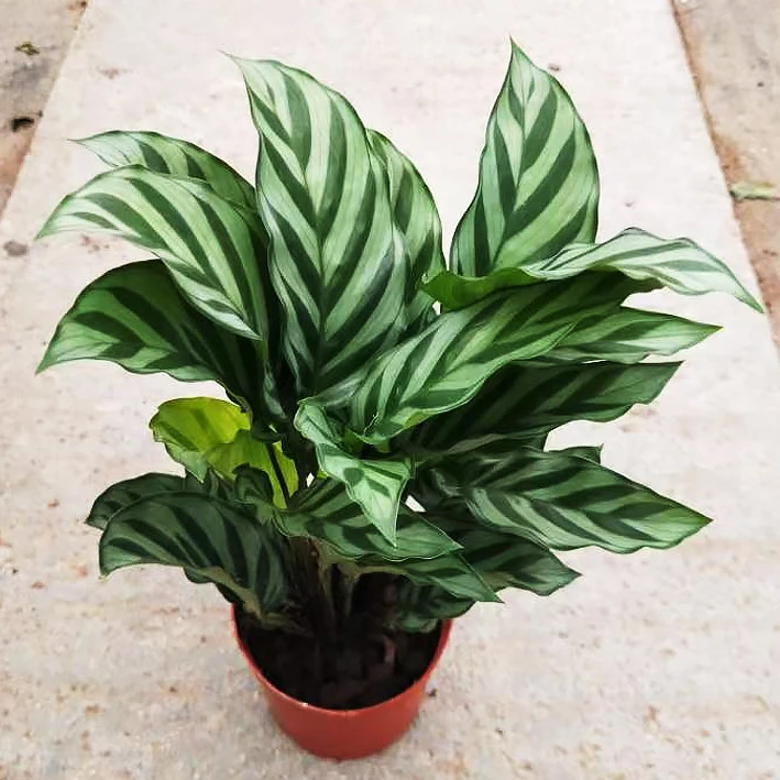 Calathea Concinna Standl. & Steyerm.'Freddy''