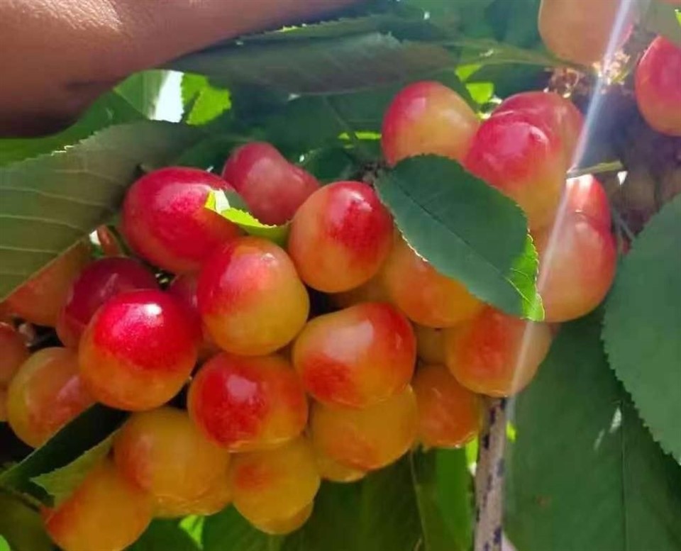 Cherry Sapling suppliers