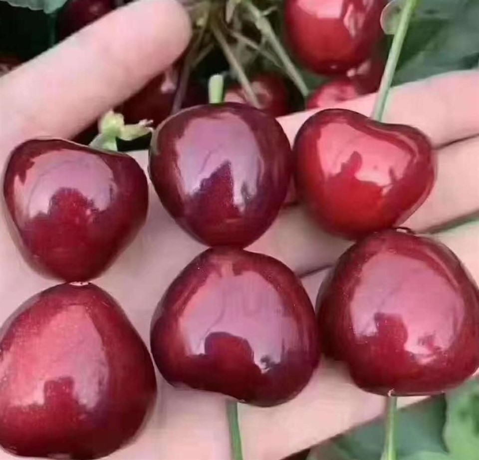Cherry Sapling factory