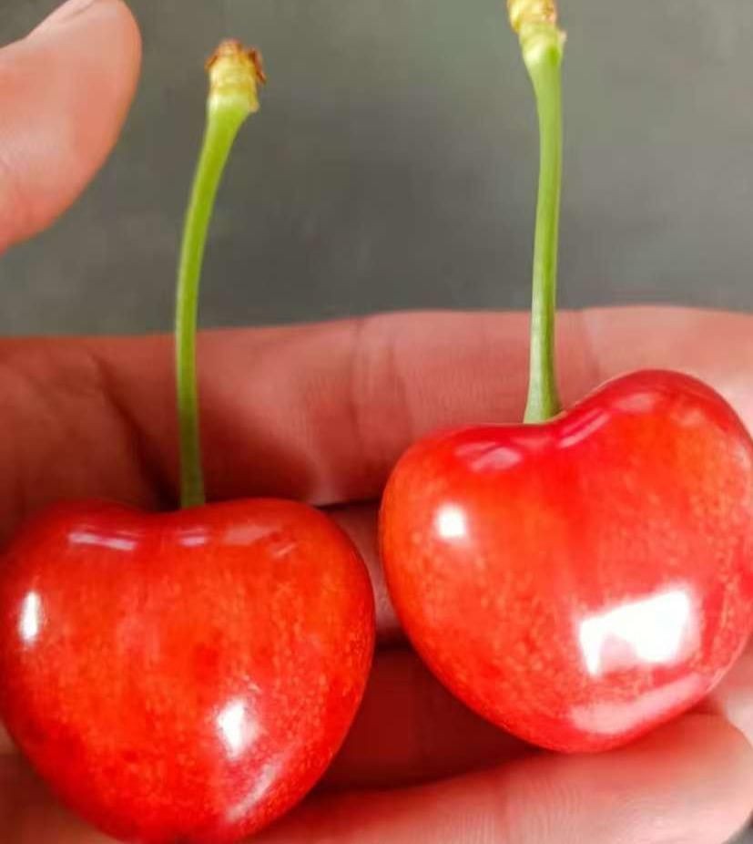 Cherry Sapling high quality