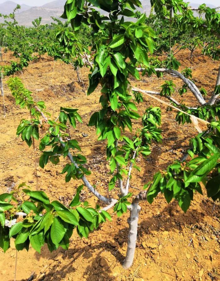 Cherry Sapling price