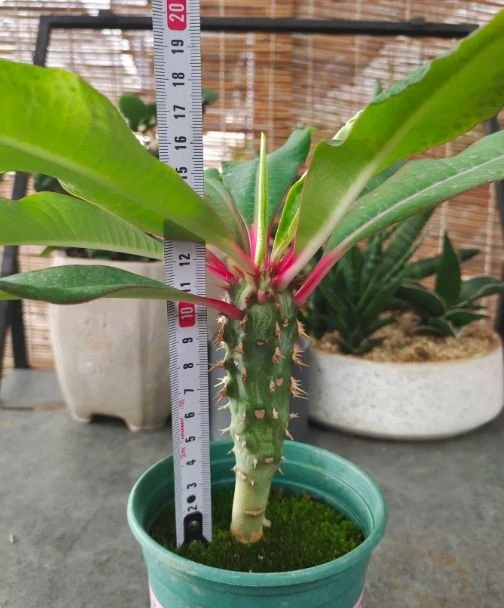 Euphorbia Bergeri best