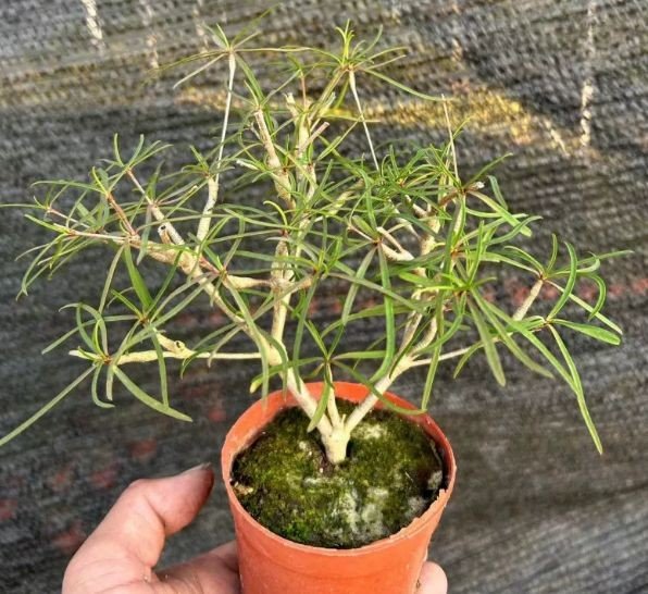 Euphorbia Hedyotoides factory