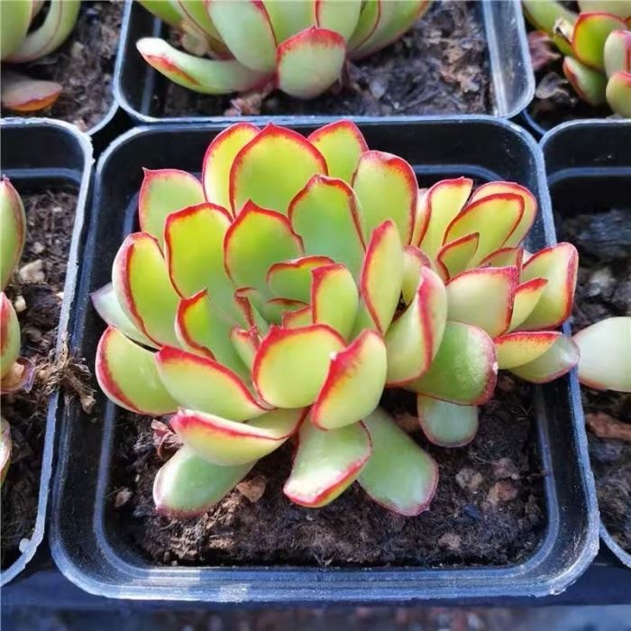 Echeveria Lingyin