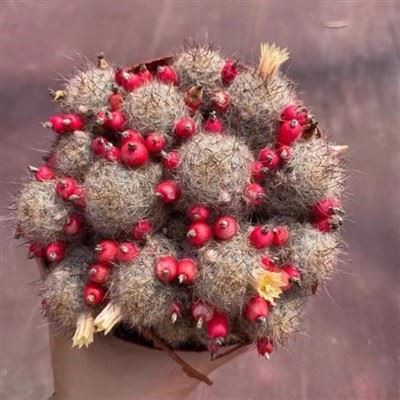 Mammillaria Prolifera Ssp Haitiensis