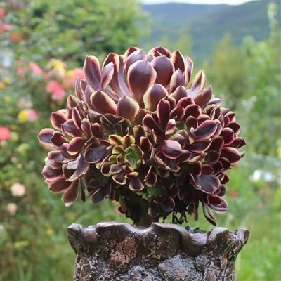 Aeonium O'Carie Var Cristata