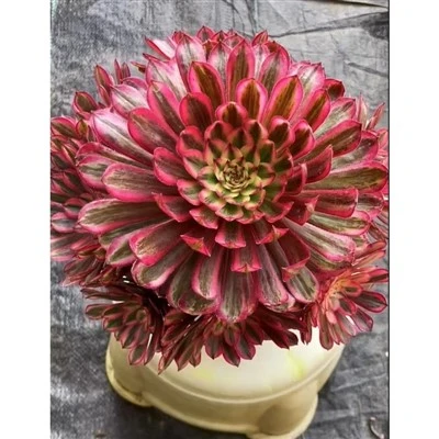 Aeonium Blan Moonlight