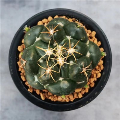 Coryphantha Pycnacantha