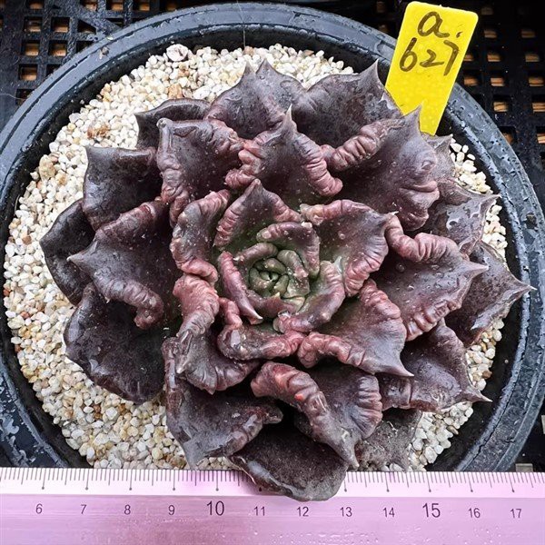 Echeveria  Black  Madiba