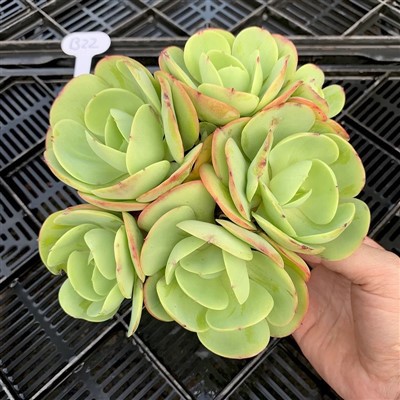 Sou entènèt jwèt Echeveria Pèch Fyète